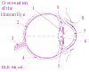 The Eye INTERACTIVITY