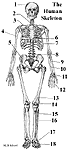 The Skeleton INTERACTIVITY