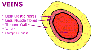 Cross section of a VEIN